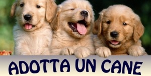 Adotta un cane